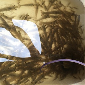 live shrimp
