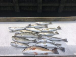 inshore-deep-sea-north-myrtle-beach-fishing-charters photo of redfish and speckled sea trout laying on a table with north myrtle beach fishing charters near me