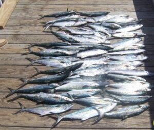 nearshore-north-myrtle-beach-fishing-charters spanish mackerel laying on the dock from a nearshore fishing with north myrtle beach fishing charters near me