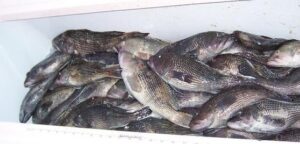 nearshore-fishing-bkack-sea-bass-north-myrtle-beach-fishing-charters black sea bass in a cooler from a nearshore trip with North Myrtle Beach Fishing Charters