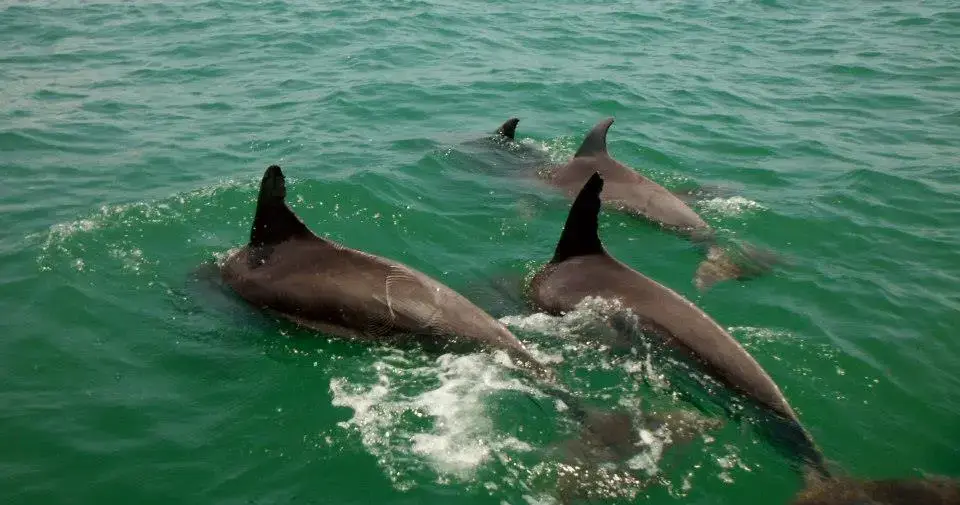 Private eco tour cruise near North Myrtle Beach with coastal wildlife views