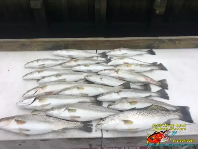 inshore fishing myrtle beach speckled sea trout Speckled Sea Trout on the clean table at the dock.