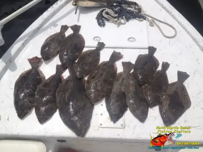 inshore fishing north myrtle beach flounder Flounder laying on the deck of the boat on a inshore fishing charters in myrtle beach