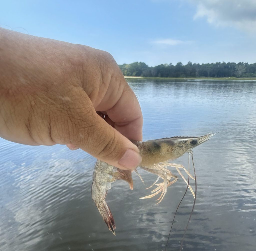 live shrimp inshore fishing setup Live shrimp rig being prepared for inshore fishing in coastal waters